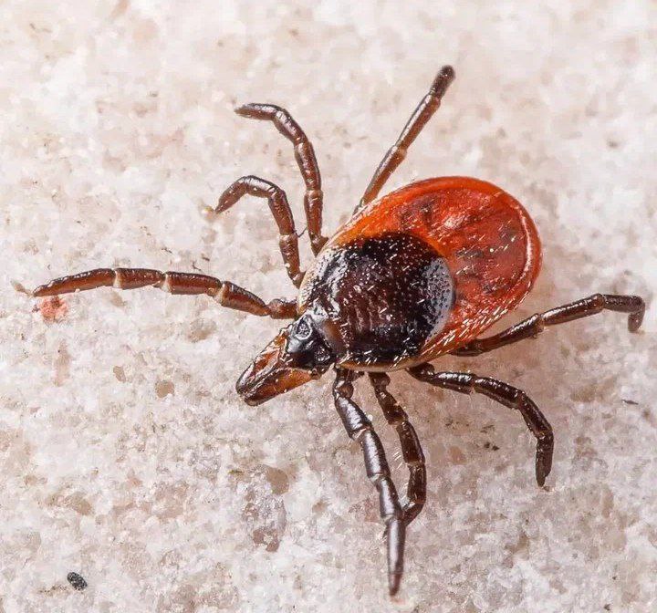 Раннее пробуждение клещей в Волжском из-за мартовского потепления