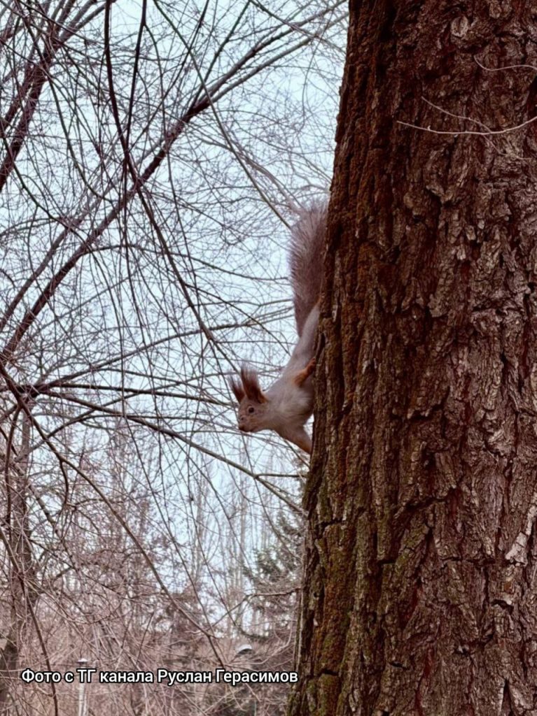 Белки стали полноправными хозяевами парка «Гидростроитель»