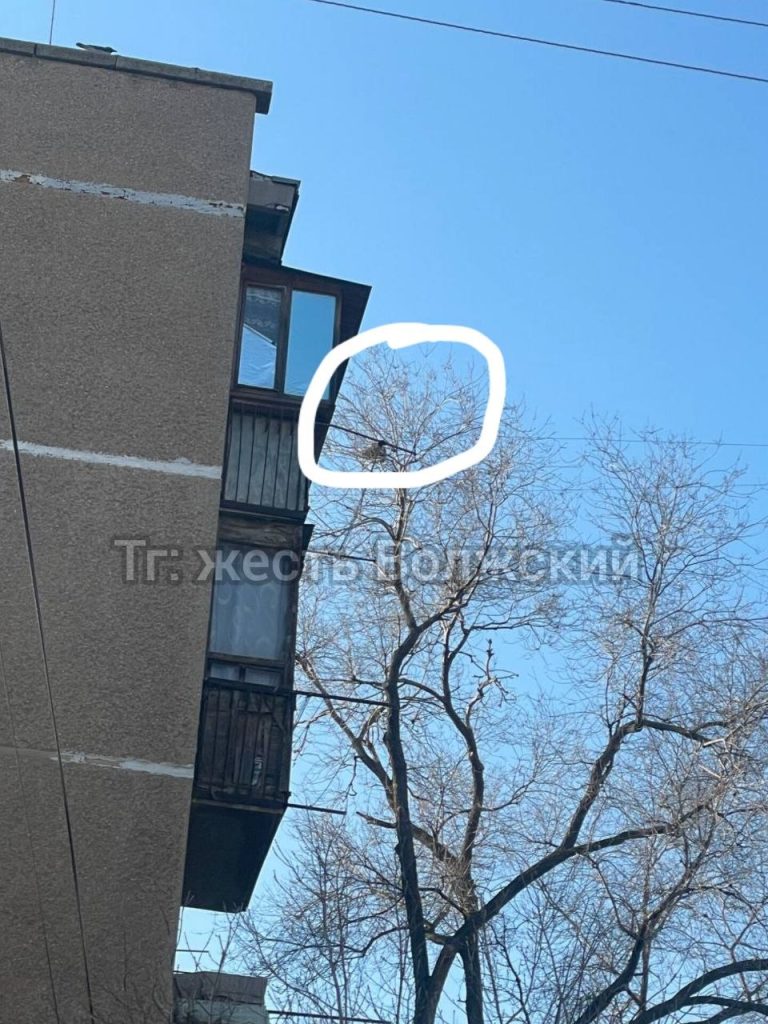 Кот вторые сутки не может слезть с дерева на Пионерской