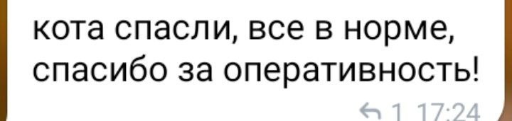 Спасение кота в Волжском: история спасения домашнего питомца