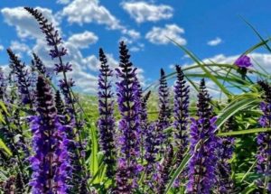 Запрещенные растения для дачников Волжского: что нельзя выращивать на участке