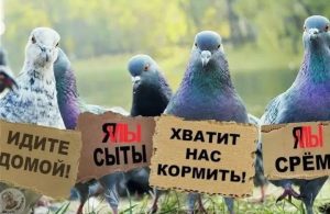 Кормление голубей во дворах грозит штрафом до 3 000 рублей