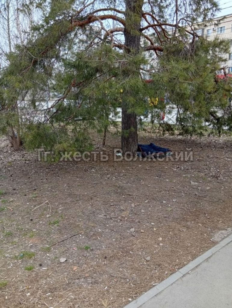 Стая собак в 9-м микрорайоне Волжского охраняет кормушку и нападает на машины