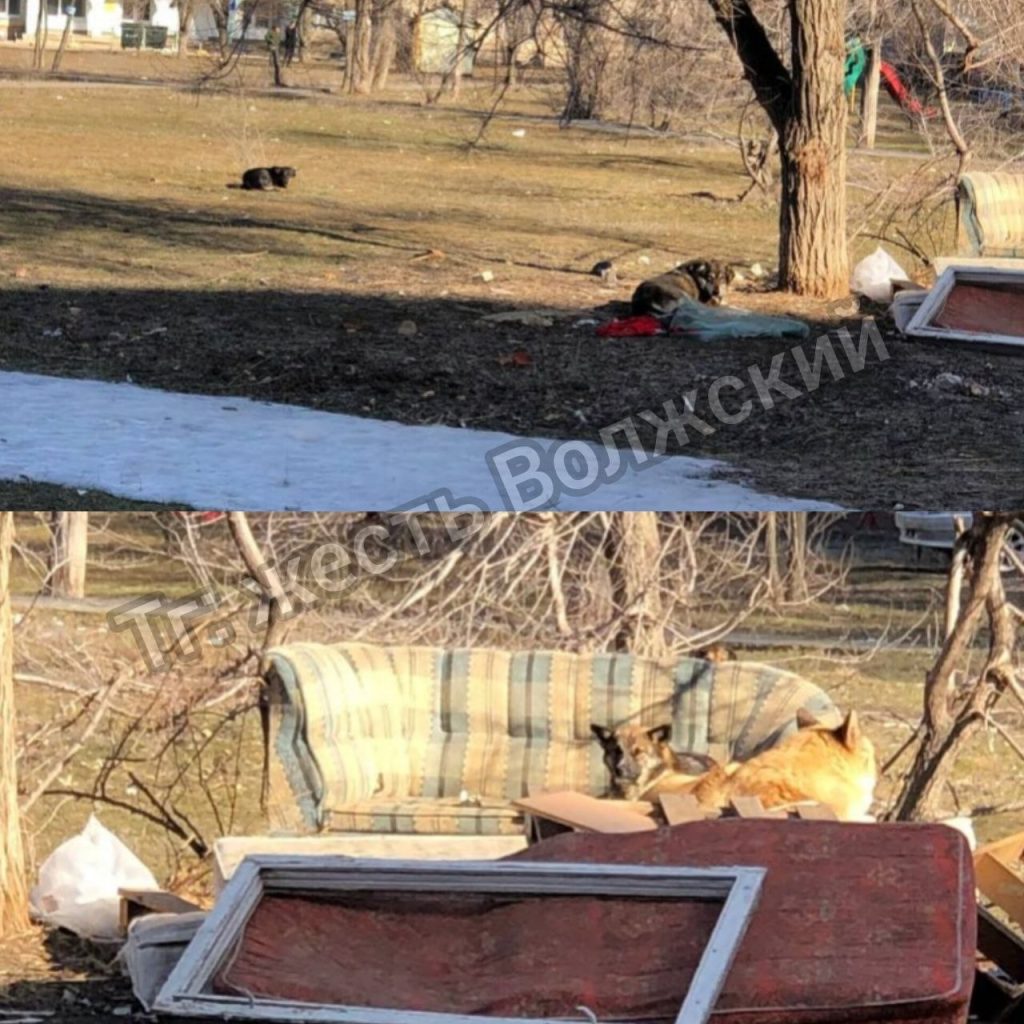 Двор на площади Труда превратился в свалку и пристанище для бродячих собак