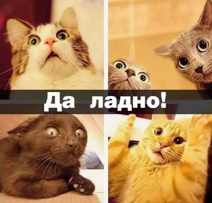 В Волжском ввели обязательную регистрацию домашних животных