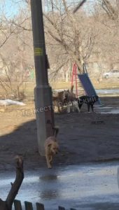 Стая бездомных собак оккупировала двор на Площади Труда