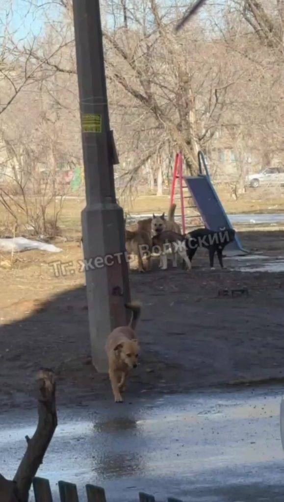 Стая бездомных собак оккупировала двор на Площади Труда