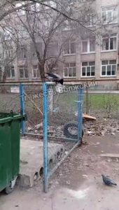 Неожиданный нарушитель чистоты: ворона устроила беспорядок во дворе Волжского