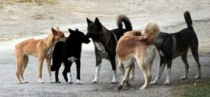 В Волжском на помощь бездомным животным направят более 1,5 млн рублей