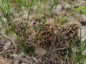 Волжанам напоминают об опасности весенних грибов