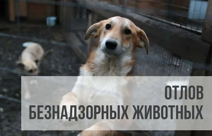 Волжский направит 1,6 млн рублей на гуманное решение проблемы бездомных собак