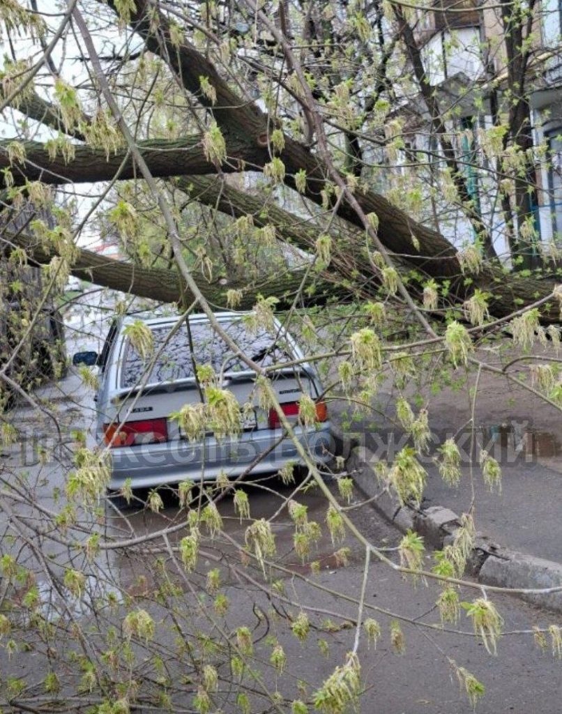 Дерево рухнуло на автомобиль в 24-м микрорайоне Волжского