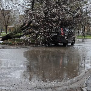 Ночная стихия на улице Дружбы: дерево обрушилось на припаркованный автомобиль