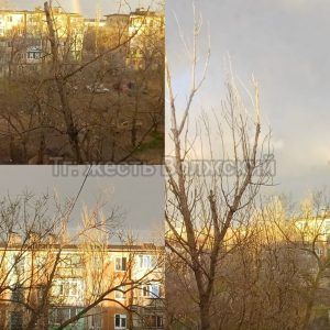 Сухостой на улице Камской угрожает жителям и ЛЭП