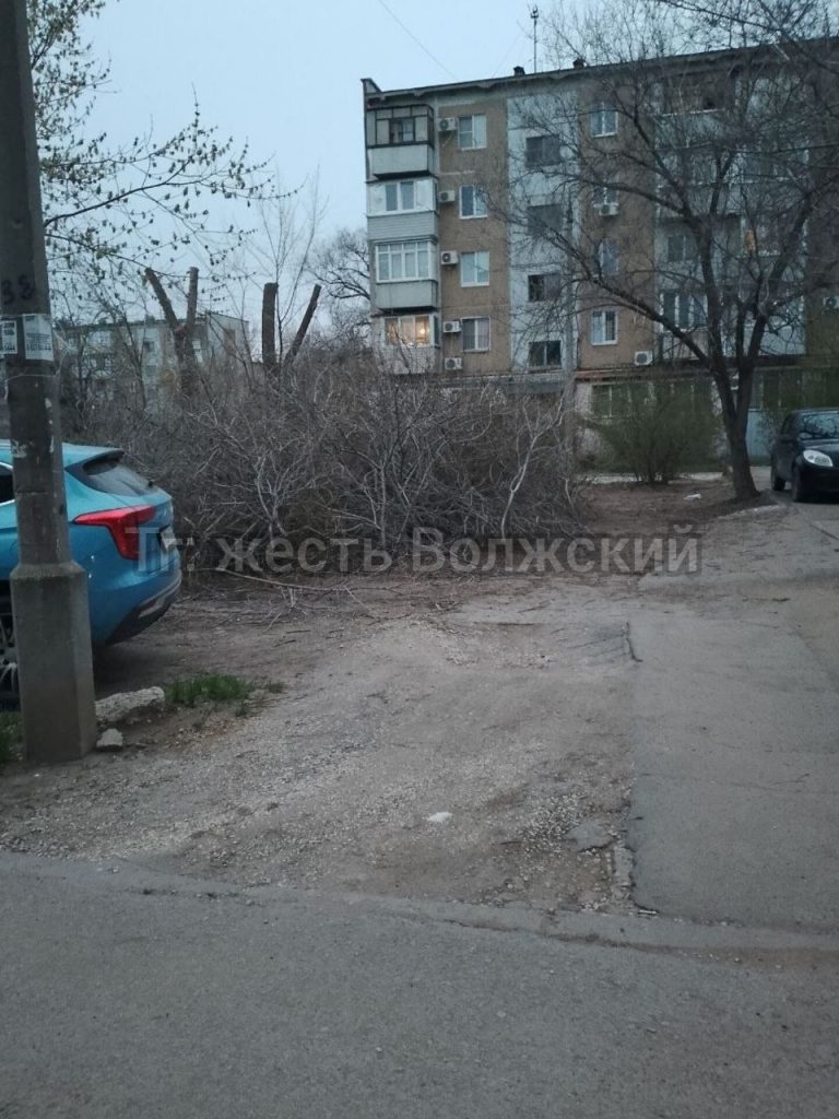 Спиленные деревья заблокировали парковку на Пионерской