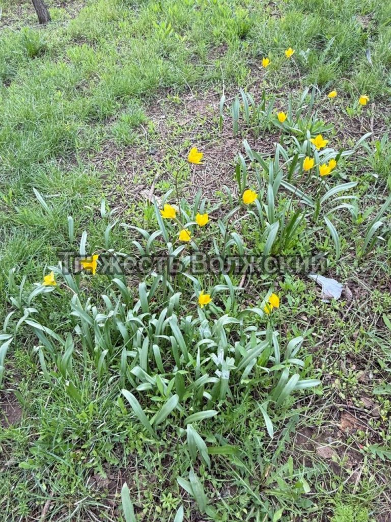 Вандал уничтожил редкие тюльпаны во дворе на Советской