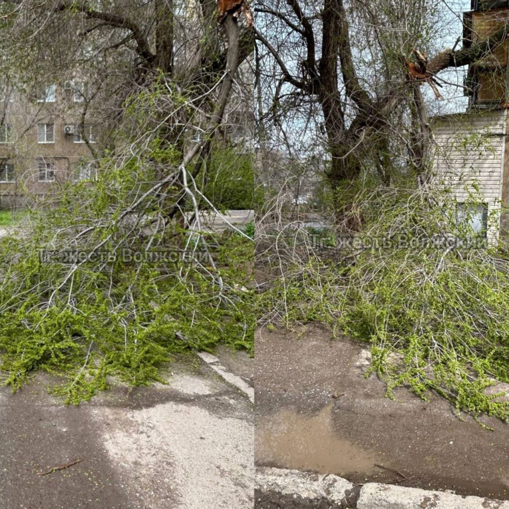 В Волжском упавшее дерево перегородило проезжую часть на проспекте Ленина