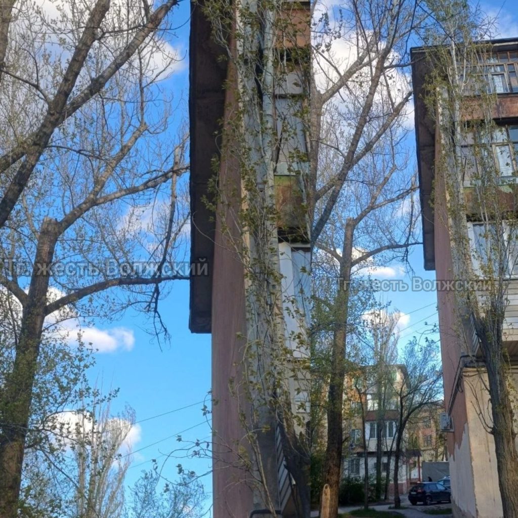 В Волжском нависла угроза: огромная ветка готова рухнуть на прохожих