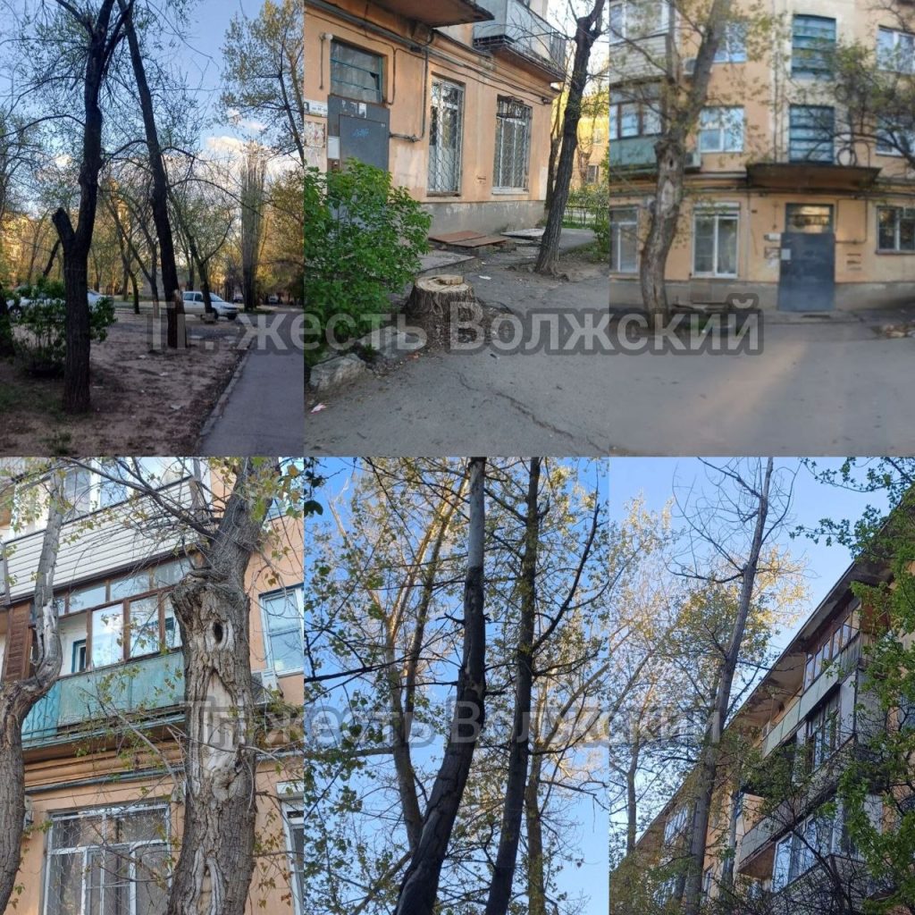 Жители Волжского уличили УК в приписках: отчитались за три спиленных дерева, а спилили одно