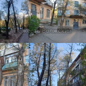 Жители Волжского уличили УК в приписках: отчитались за три спиленных дерева, а спилили одно